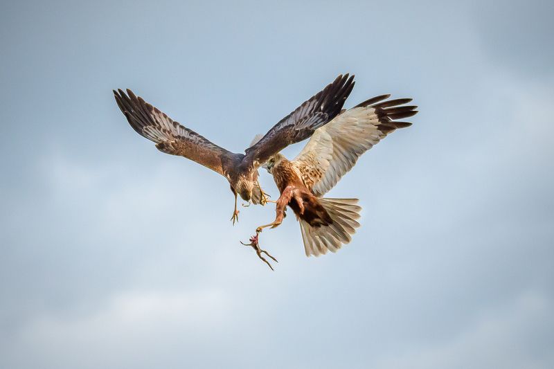 болотный лунь, битво, бой, хищник, circus aeruginosus, в воздухе Воздушный бой фото превью