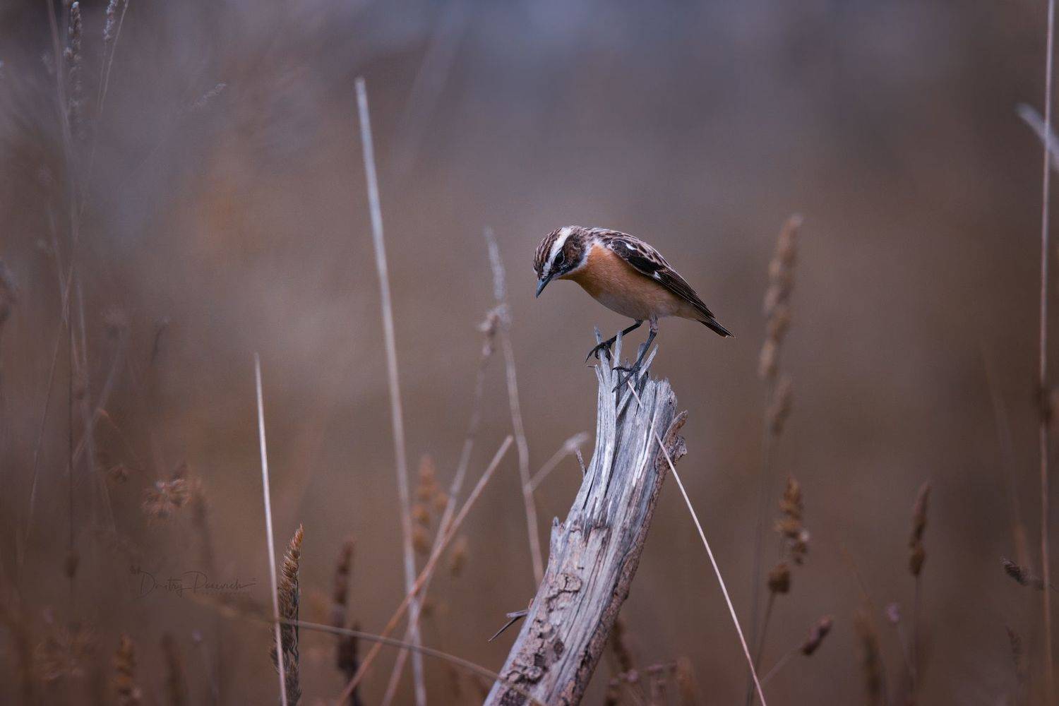 природа, лес, поля, огороды, животные, птицы, макро, Дмитрий Посевич