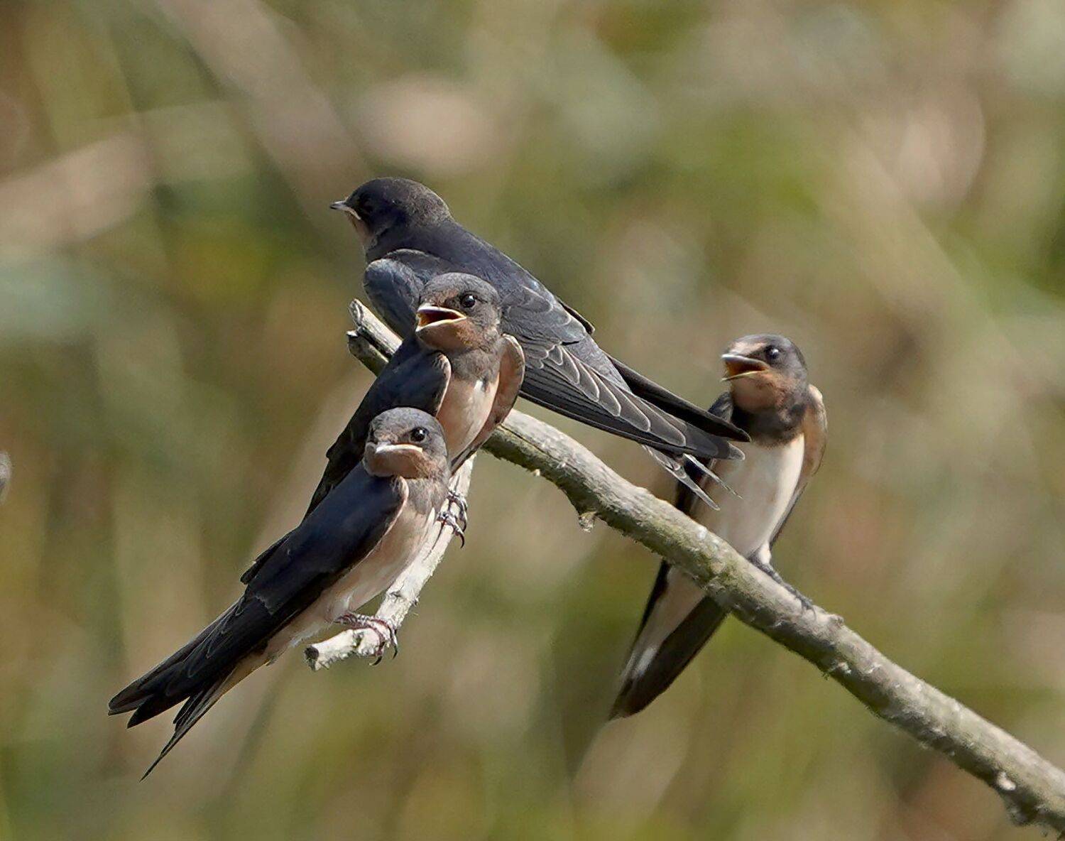 , Красимир Георгиев