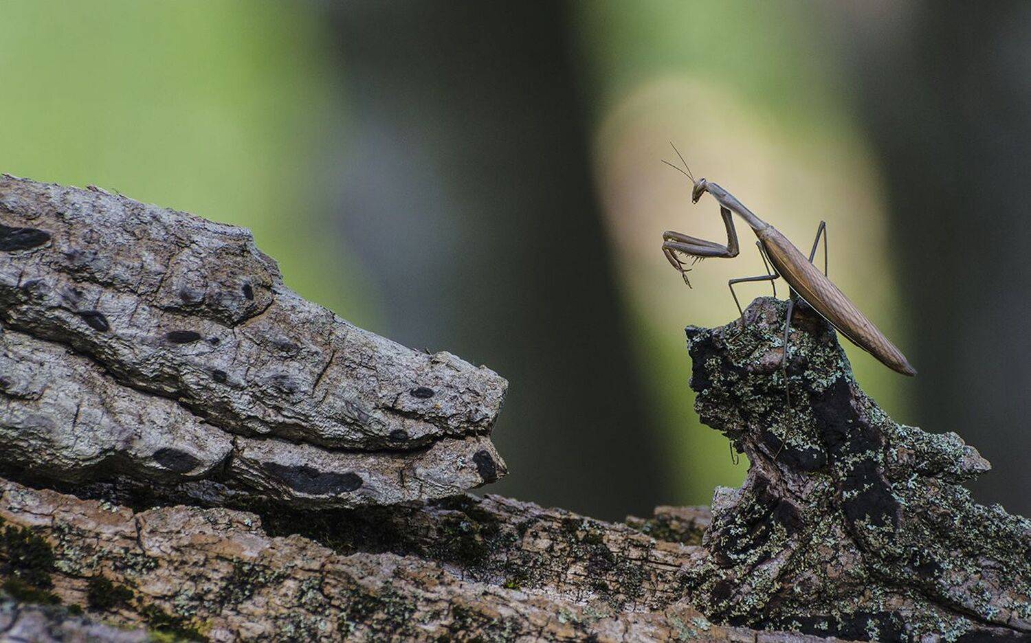 богомол, идолопоклонник, Михаил Агеев