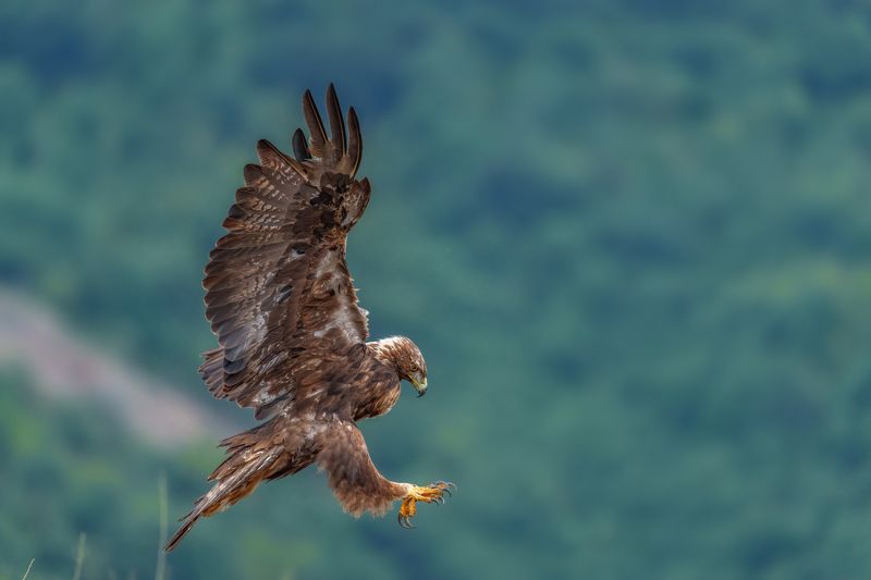 Golden eagle /Aquila chrysaetos/... фото превью
