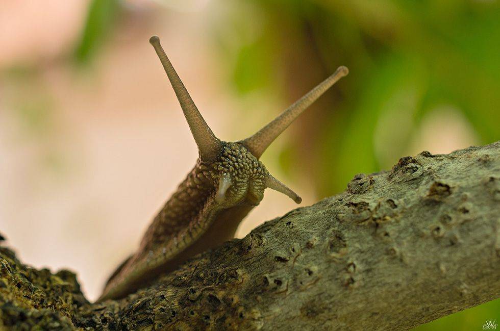 animal, animals, close-up, color, colors, color image, gastropod, helix, invertebrate, macro, mollusca, nature, photography, snail,, Dr Didi Baev