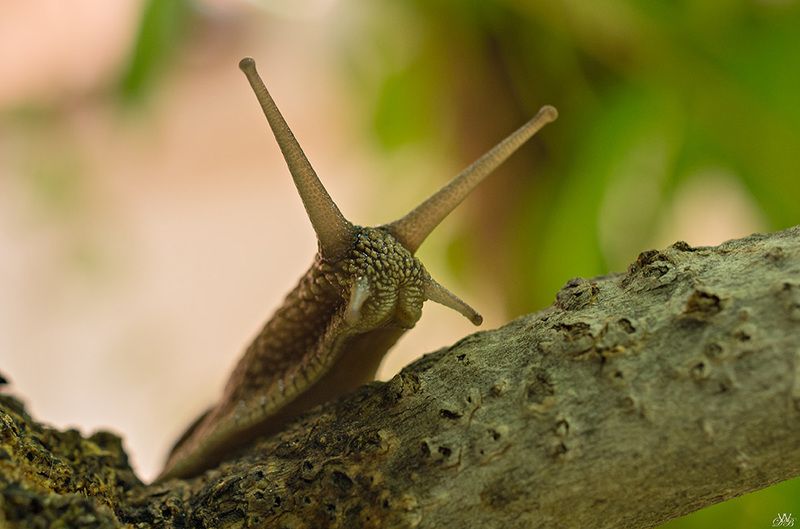 animal, animals, close-up, color, colors, color image, gastropod, helix, invertebrate, macro, mollusca, nature, photography, snail, Something Wicked this Way Comes фото превью
