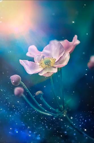 Anemone