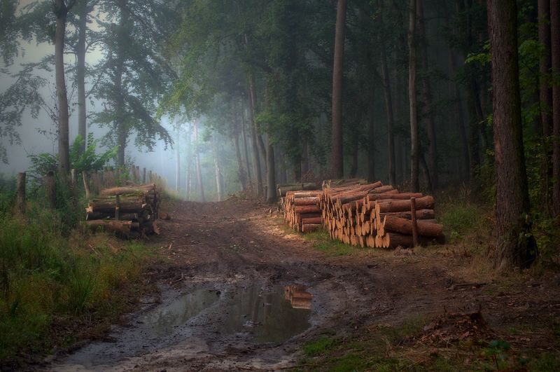 from forest wanderings... фото превью