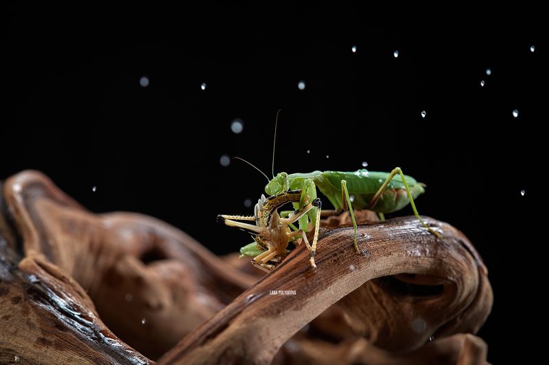 богомол, насекомое Ужин под дождем фото превью
