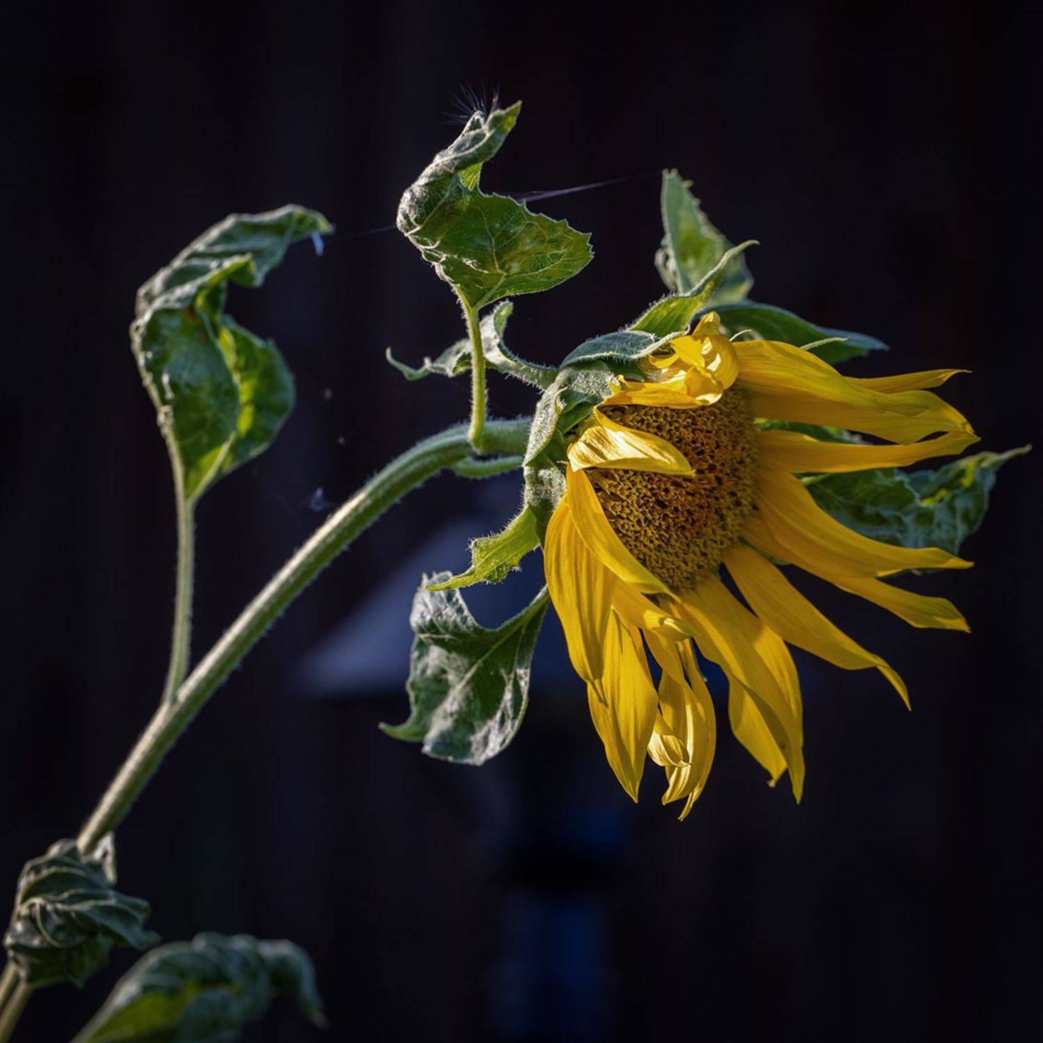 , Юрий Шурчков