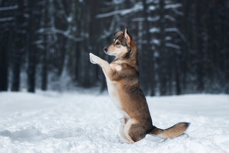 собака, животное Уокер фото превью