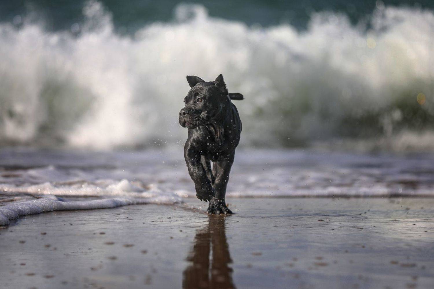 , Андрей Ершов