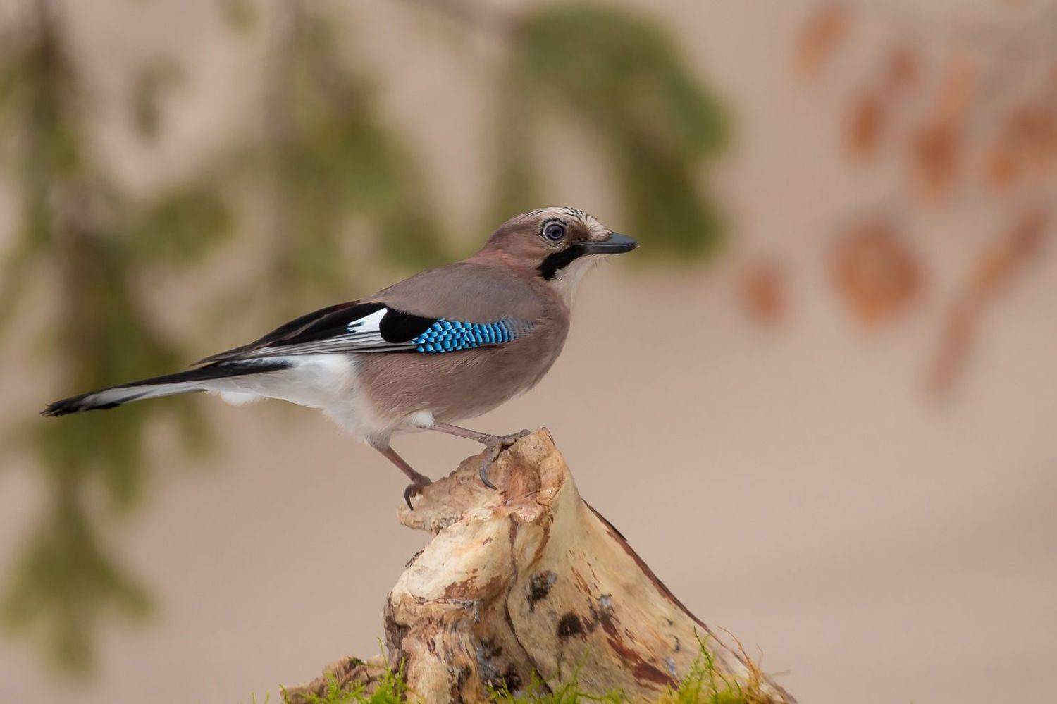 birds, jay, wildlife, птицы, сойка, Алексей Юденков