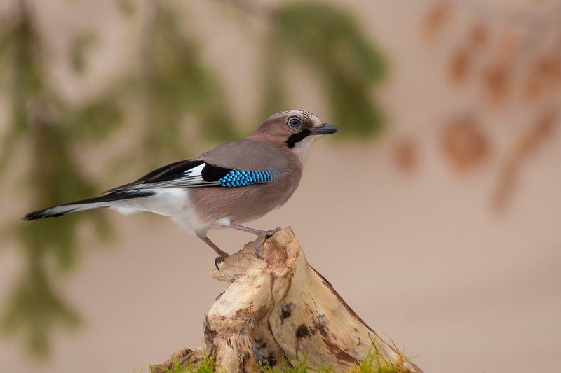 birds, jay, wildlife, птицы, сойка Сойка фото превью