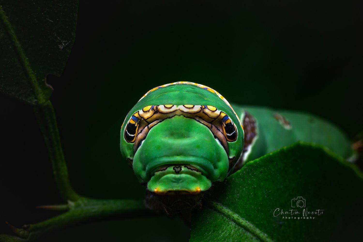 insect macro Vietnam itchydogimages Sinobug butterfly Lepidoptera caterpillar larva Papilionidae eyespots mimicry Asia green top entomology, NeCoTi ChonTin
