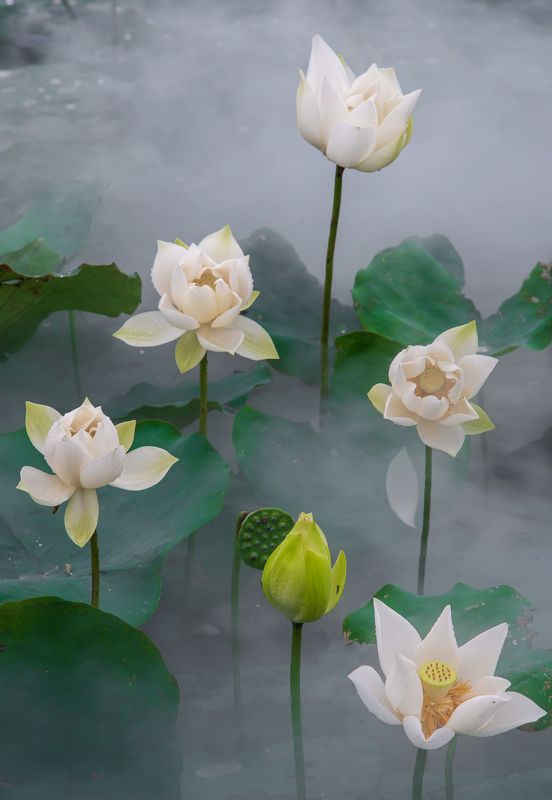 Landscape, Flower, Lotus, Nikon, Vietnam White Lotus Flower  фото превью