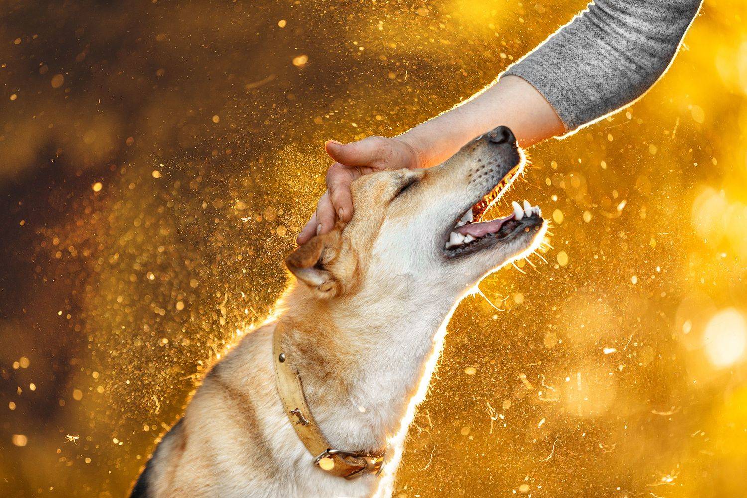 , Ольга Овчинникова