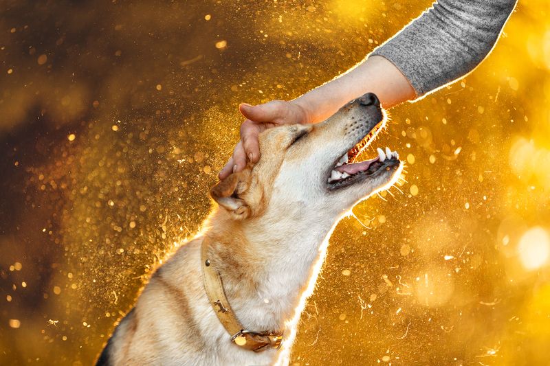 Друг  фото превью