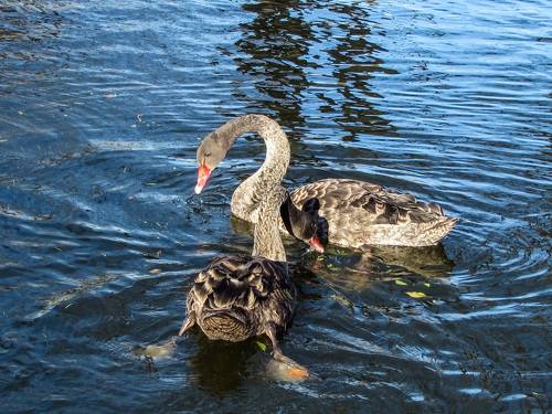 BLACK swans in the blue pond water - a bird, animals in the wild