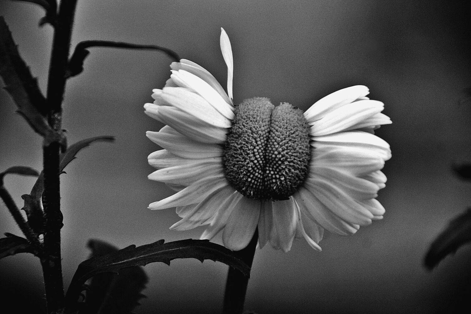 ромашка, цветок, апатиты, Николай Смоляк