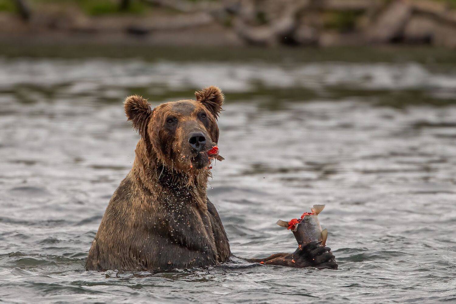 медведь, камчатка, Логунов Максим