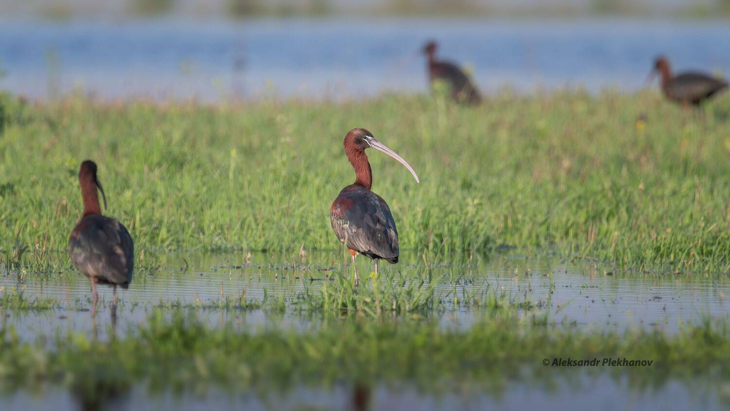 , Alexander Plekhanov