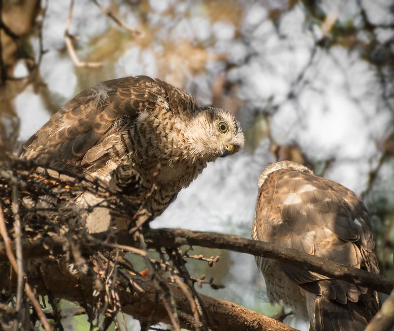 птицы, ястреб перепелятник, слёток, гнездо, разговор, разговор.. фото превью