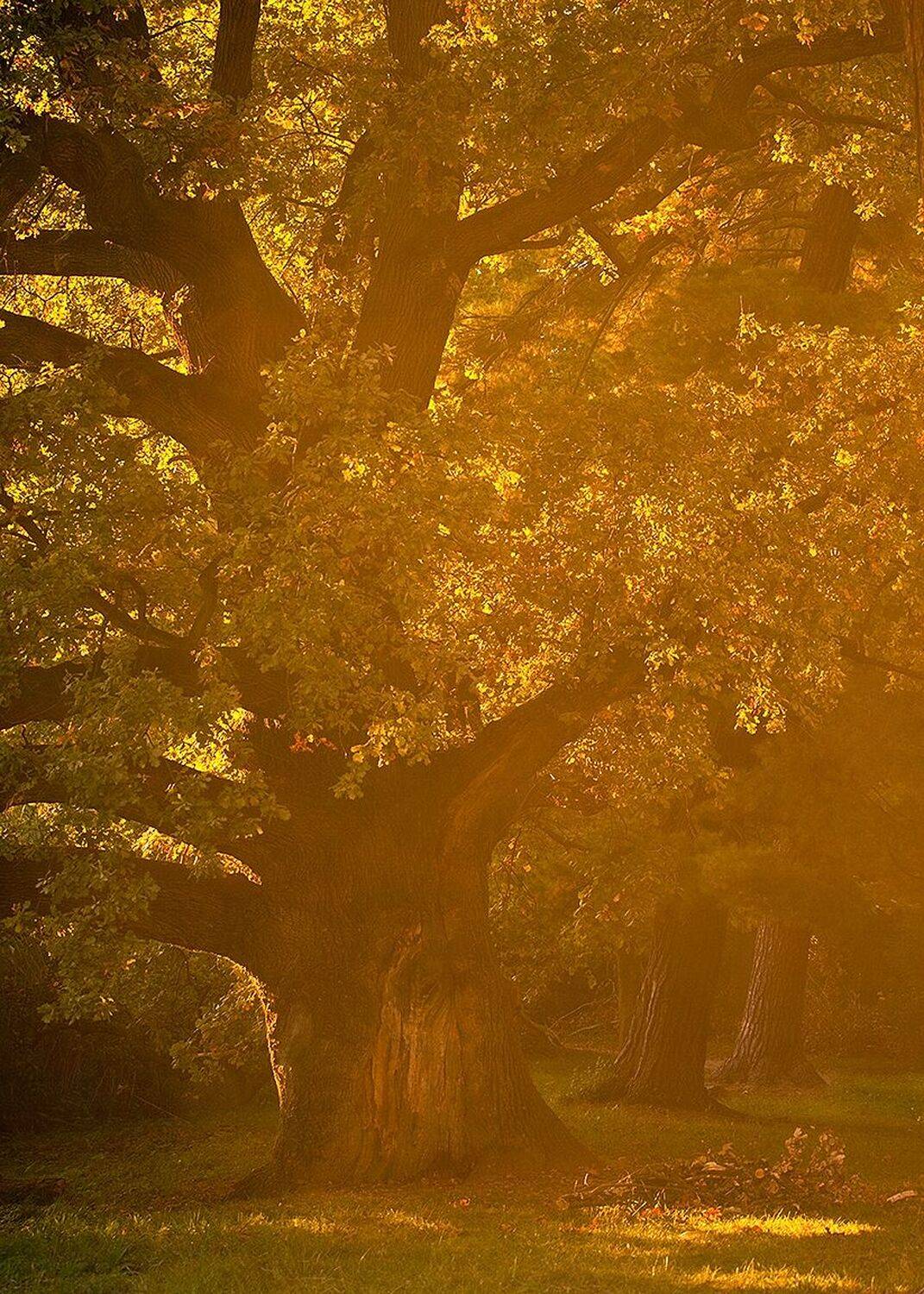 , Robert Adamec