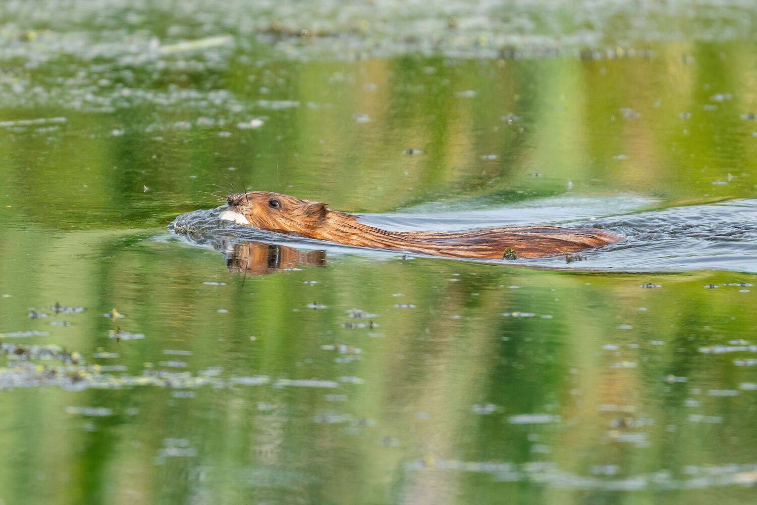 , Константин Дэм