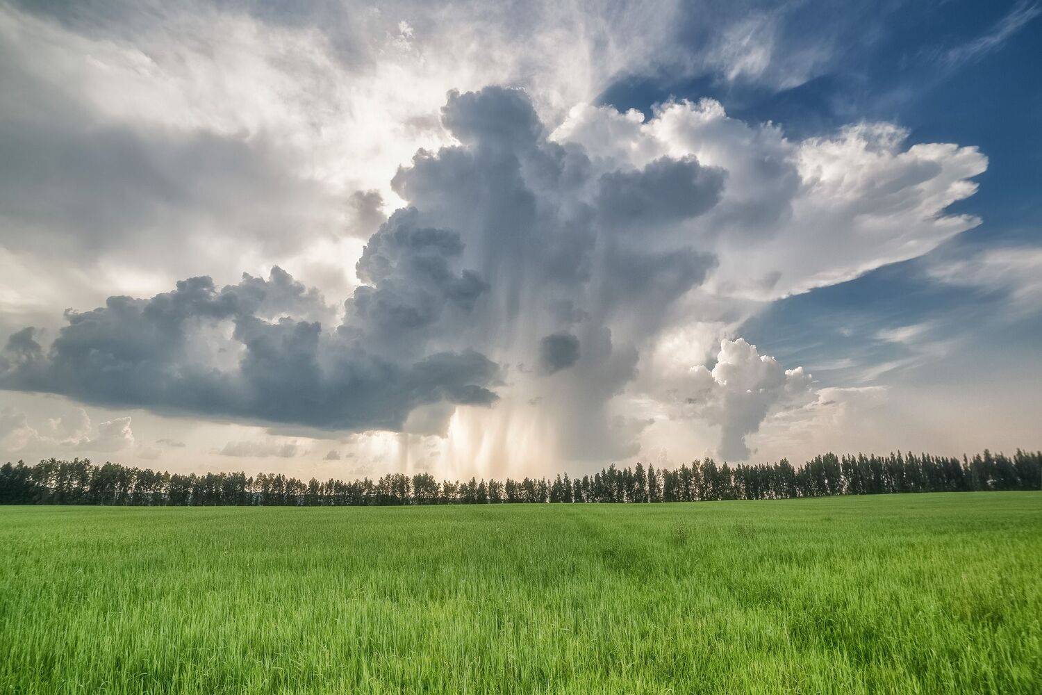 , Алексей Никитин