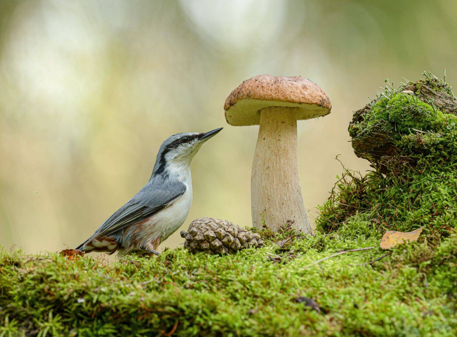 , Андрей Киселёв