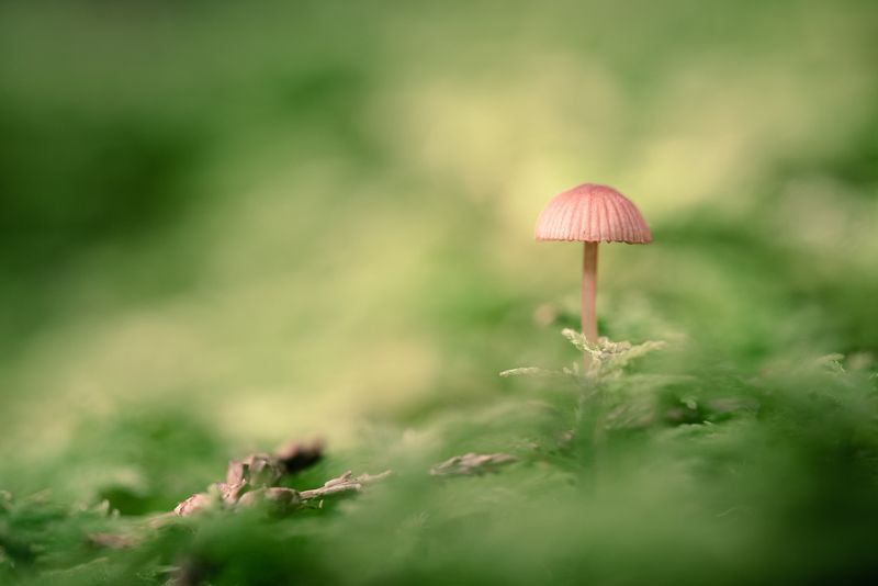 mushrooms,nature,forest,macro Fungus фото превью