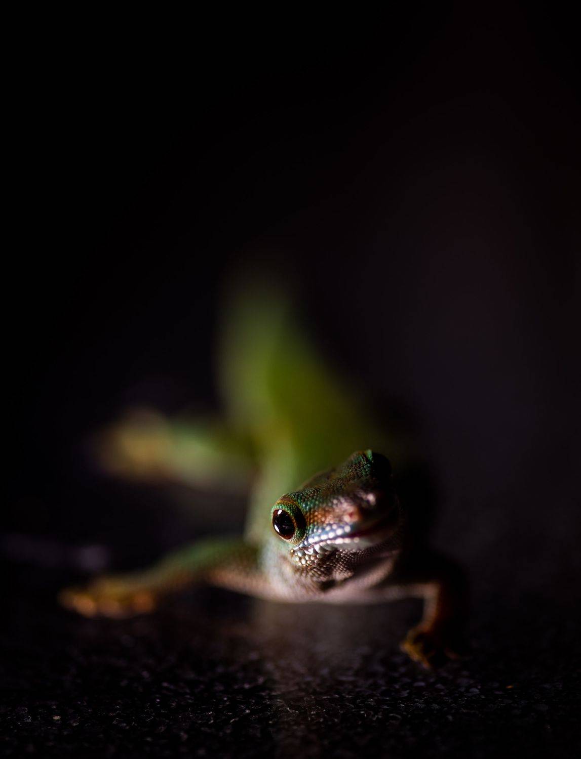 фельзума, ящерица, макро, рептилии, Даркина Дарья