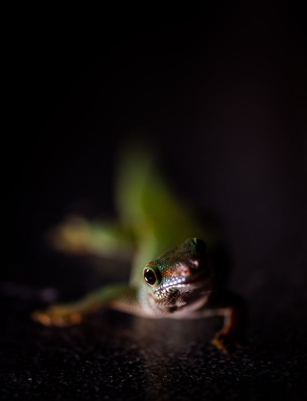 фельзума, ящерица, макро, рептилии Фельзума. фото превью