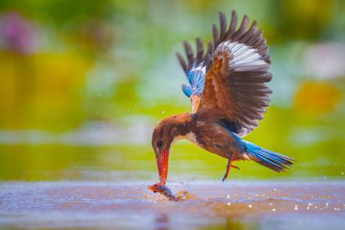 White-throated Kingfisher 6