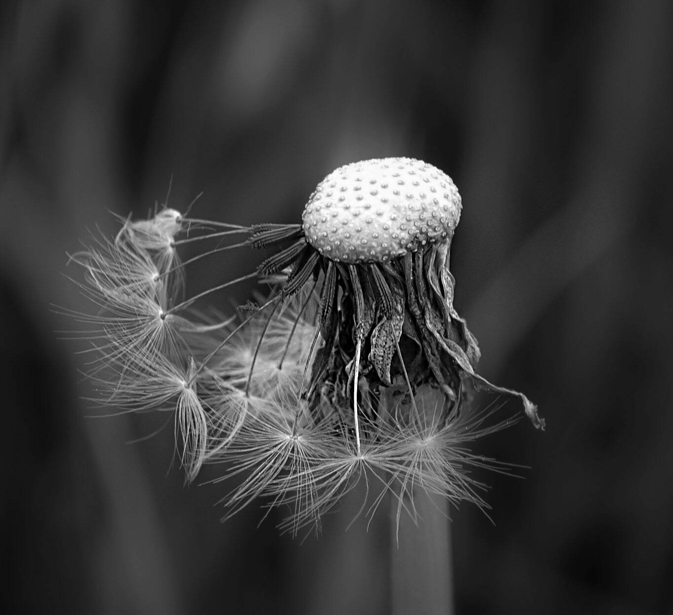 серно-белове, одуванчик, Оксана Евкодимова