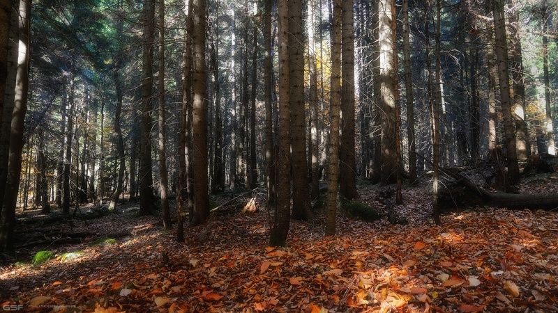 природа осень лес пейзаж Когда ели сбрасывают листья... фото превью
