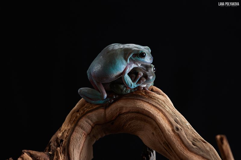 литория, лягушка, экзотика, земноводные Литория фото превью