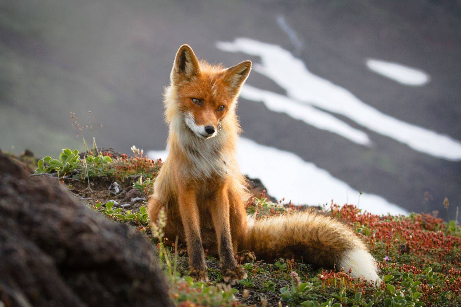 Камчатка, лиса, природа, животный мир, руэкспедишн, ruexpedition, travel, kamchatka, russia, Слащилина Нина