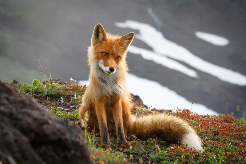 Камчатка, лиса, природа, животный мир, руэкспедишн, ruexpedition, travel, kamchatka, russia Светлая печаль фото превью