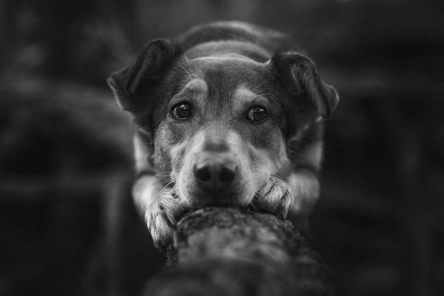 собака, животное, Евгений Крутиков