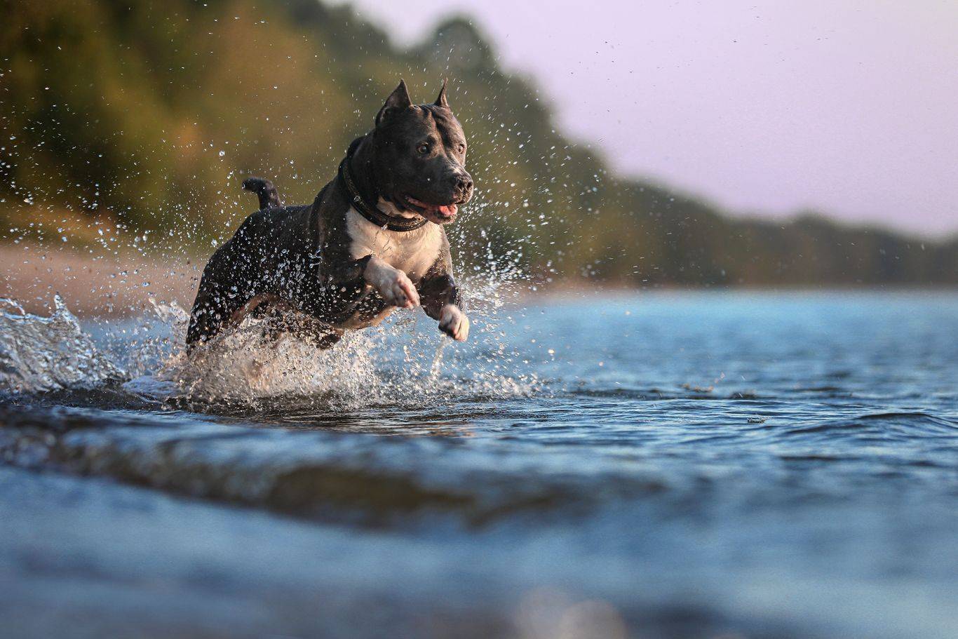 , Андрей Ершов