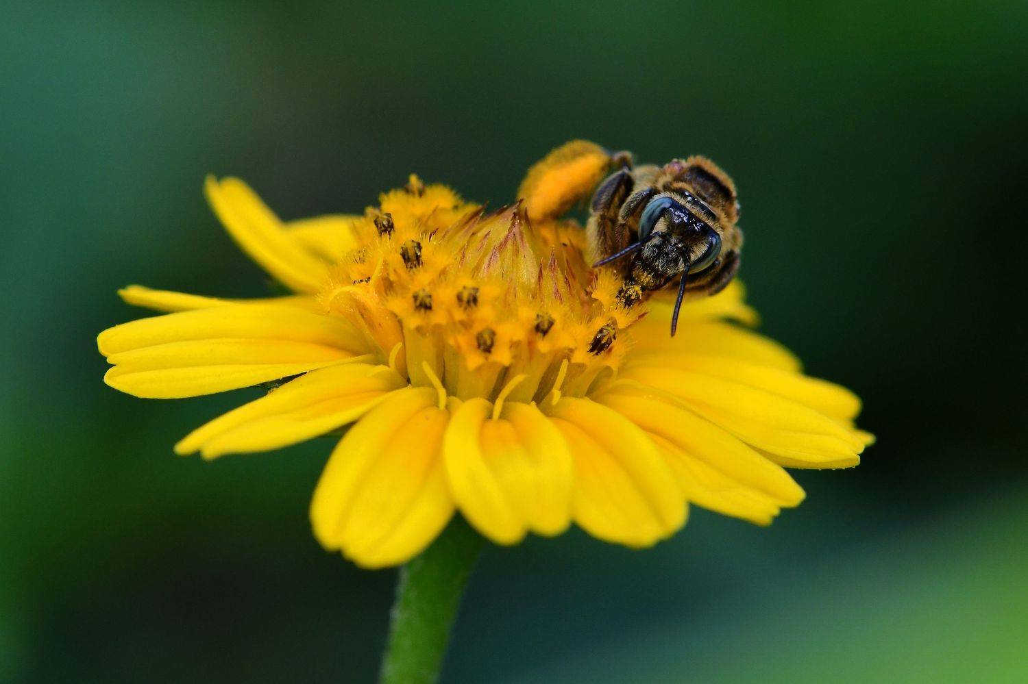 denis moura, mogi das cruzes, brasil, bee, Moura Denis