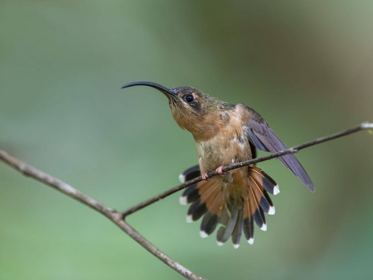 , Fernando Burgalin Sequeira