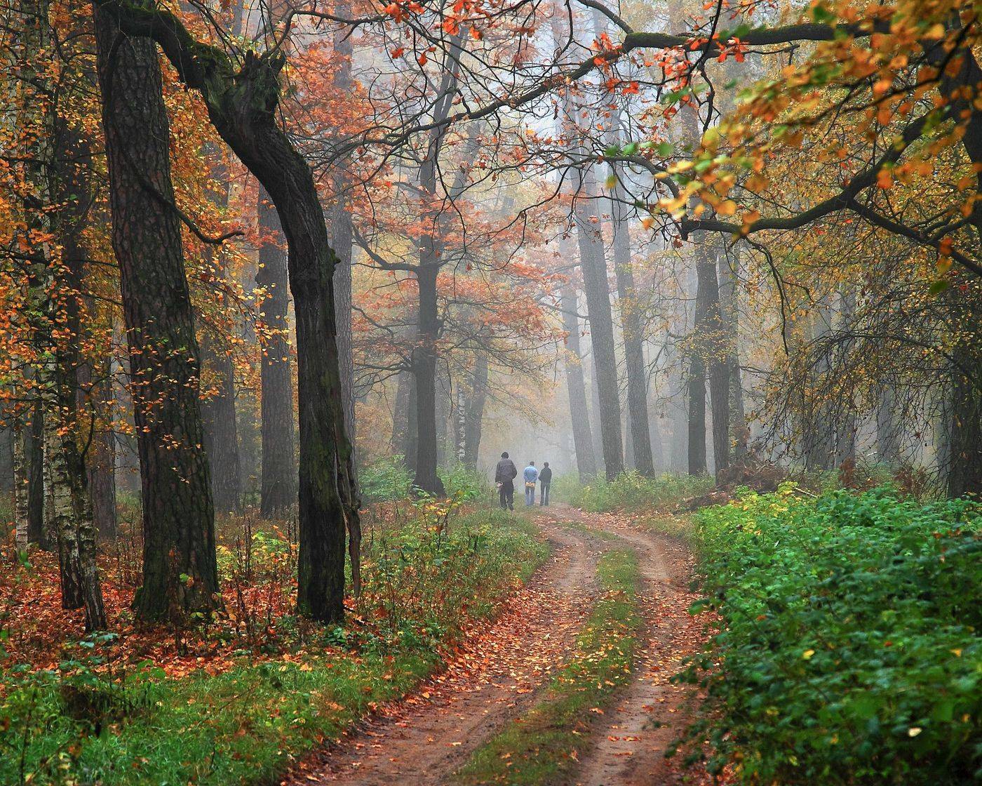 Лес, осень, туман., Юрий Морозов