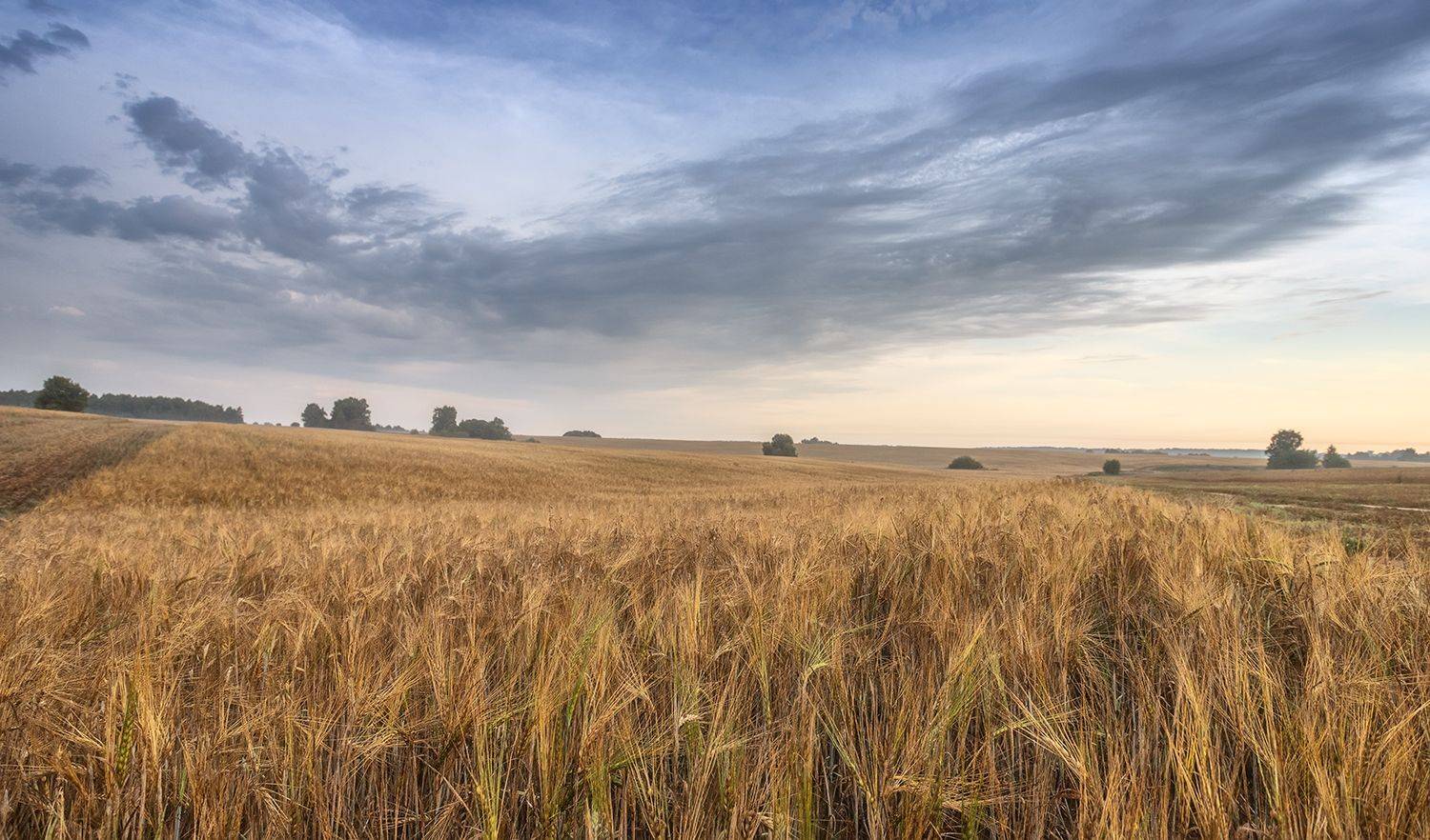 , Николай Андреев