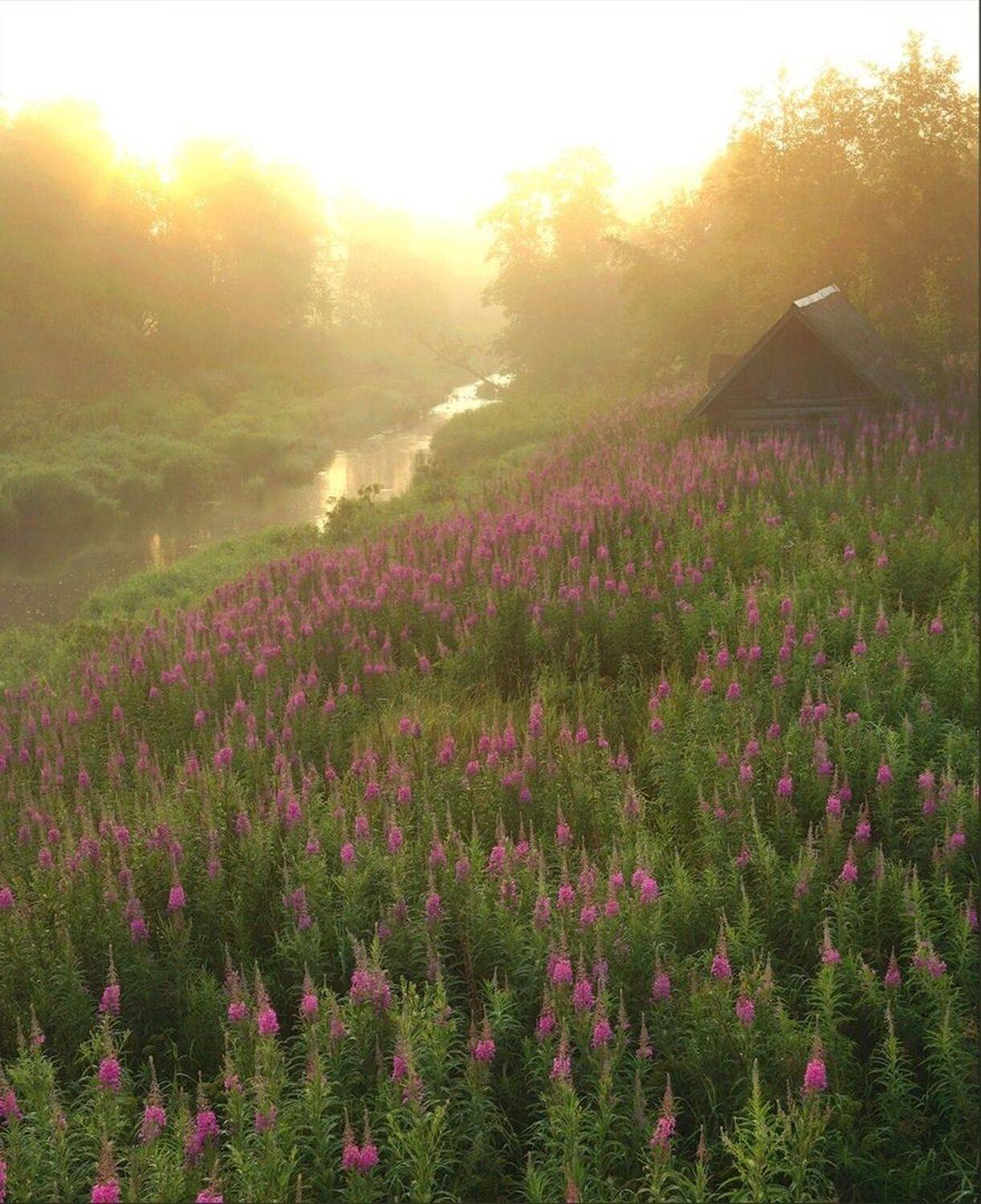 Деревня, рассвет, река, цветы, Петр Косых