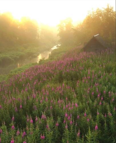 Золотой туман