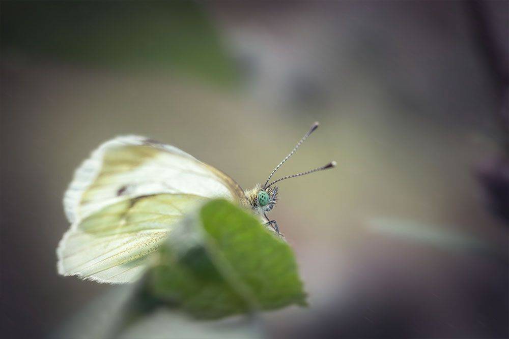 бабочка, butterfly, белянка, капустница, макро, macro, волшебноемакро, марина хилько, Марина Хилько