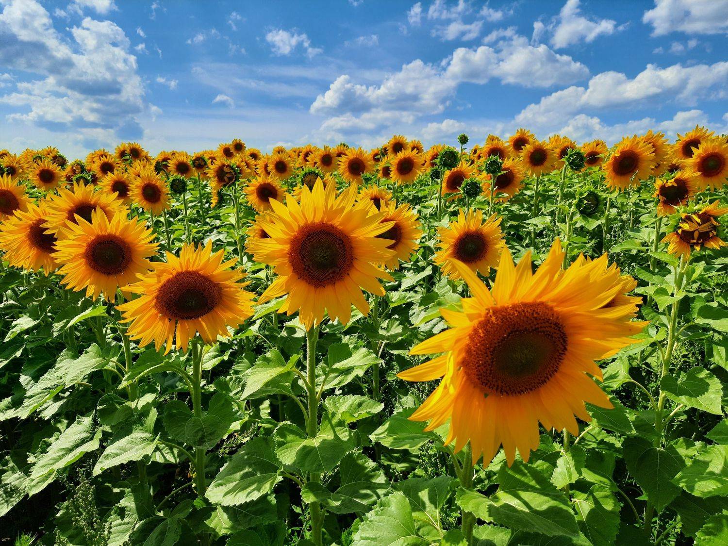 облака, небо, пейзаж, подсолнечник, цветы, Суетинов Евгений