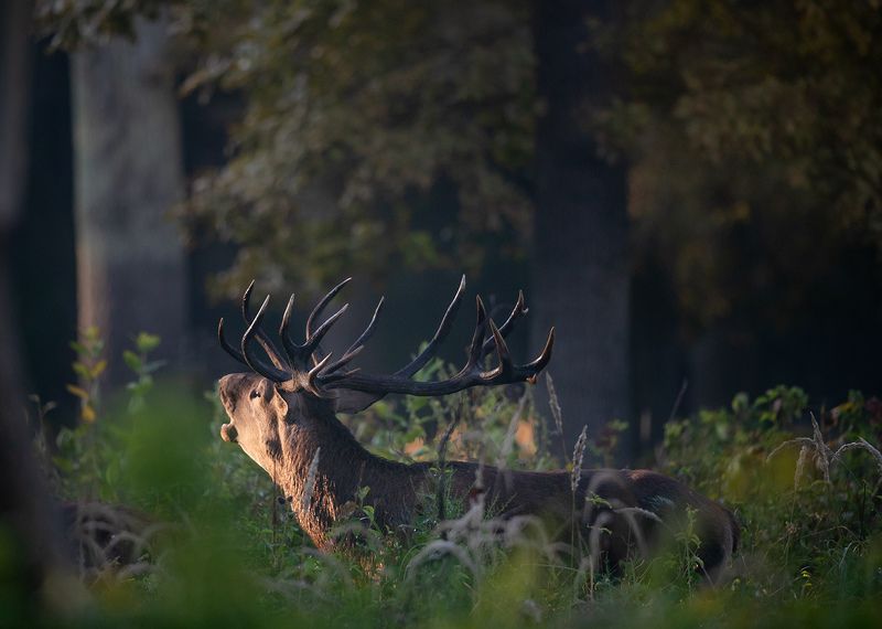 *** фото превью