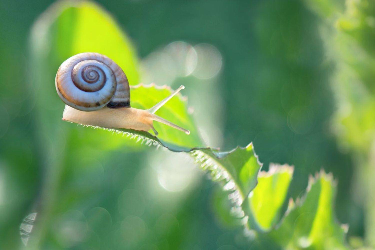 , Людмила Бекман