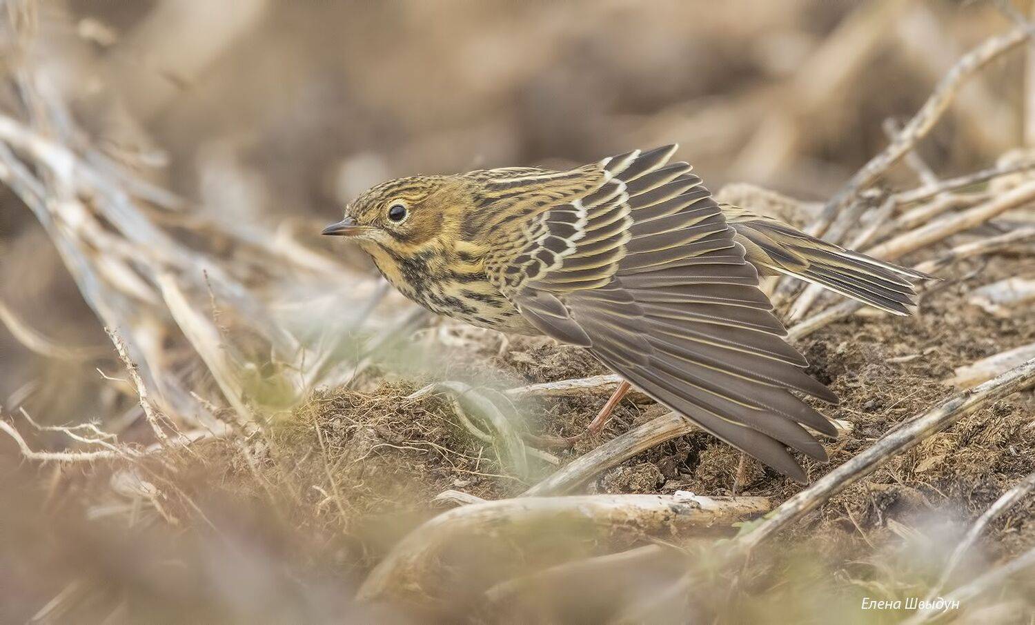 bird of prey, animal, birds, bird,  animal wildlife,  nature,  animals in the wild, red-throated pipit, птицы, птица, краснозобый конёк, Елена Швыдун